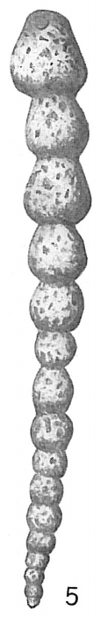 Reophax nodulosus Reophax nodulosus