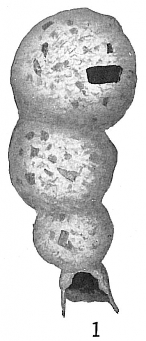 Reophax pilulifer Reophax pilulifer