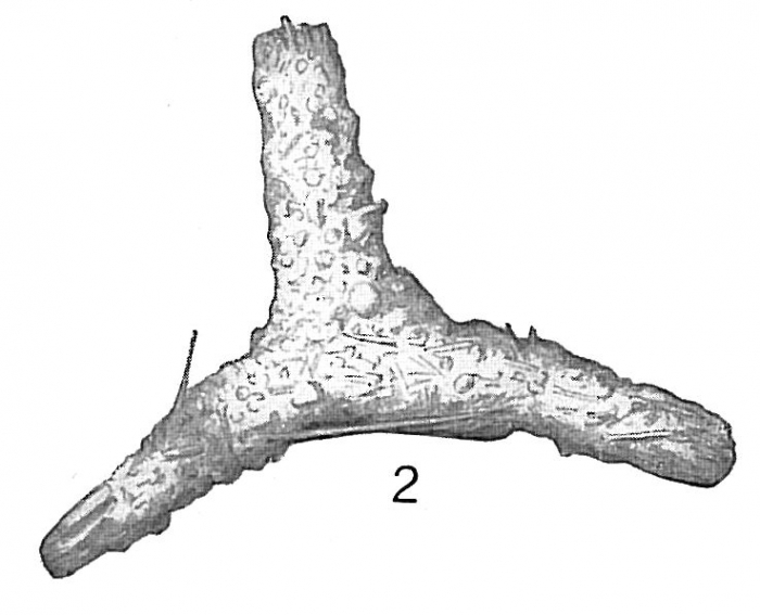 Rhabdammina abyssorum Rhabdammina abyssorum