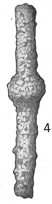 Rhabdammina linearis Rhabdammina linearis