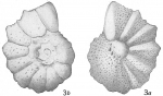 Rotalia calcar
