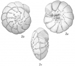 Rotalia papillosa compressiuscula