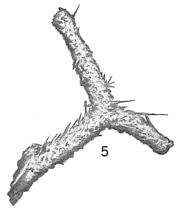 Saccorhiza ramosa Saccorhiza ramosa