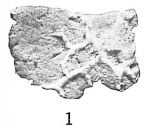 Sagenina frondescens