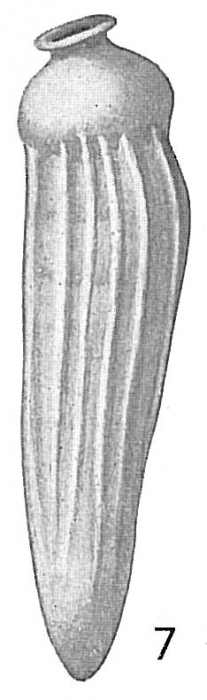 Siphogenerina raphanus Siphogenerina raphanus