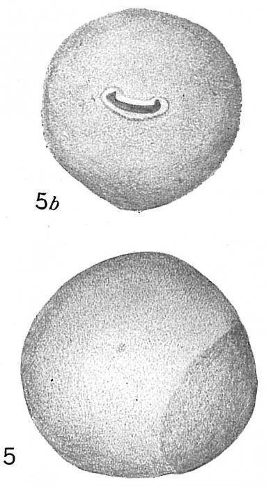 Sphaerammina ovalis Sphaerammina ovalis