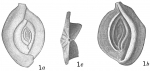 Spiroloculina advena