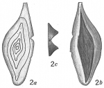 Spiroloculina affixa