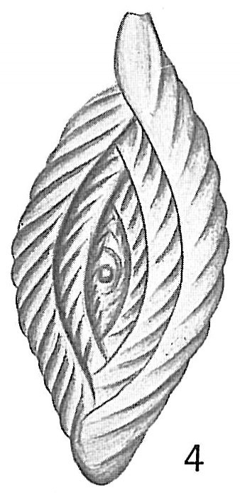 Spiroloculina antillarum Spiroloculina antillarum