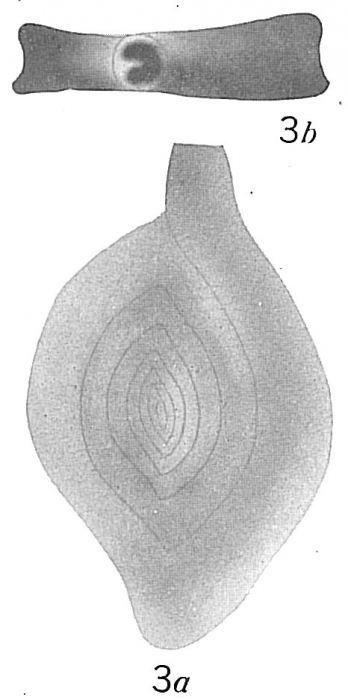 Spiroloculina canaliculata Spiroloculina canaliculata
