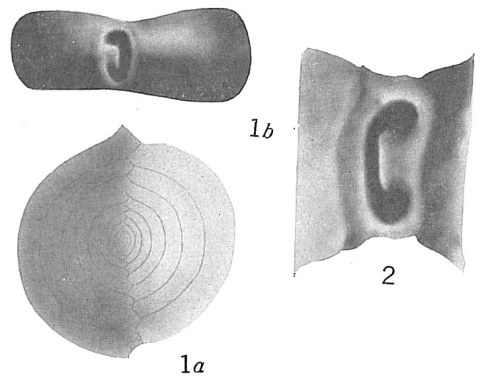 Spiroloculina circularis Spiroloculina circularis