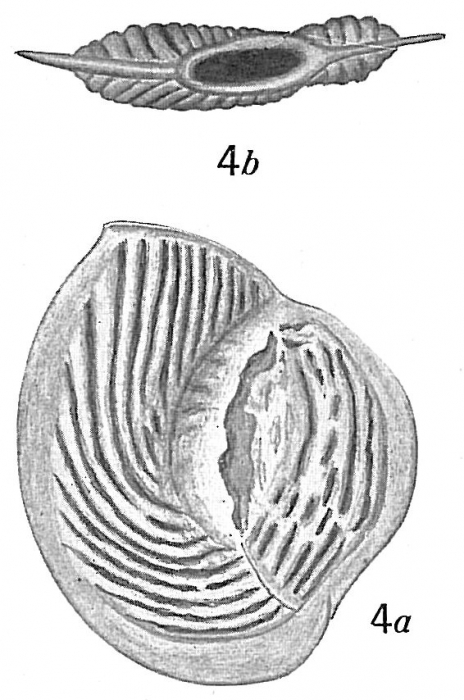Spiroloculina convexiuscula Spiroloculina convexiuscula