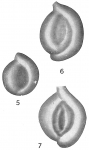 Spiroloculina costifera plena