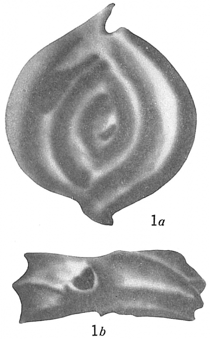 Spiroloculina costifera Spiroloculina costifera