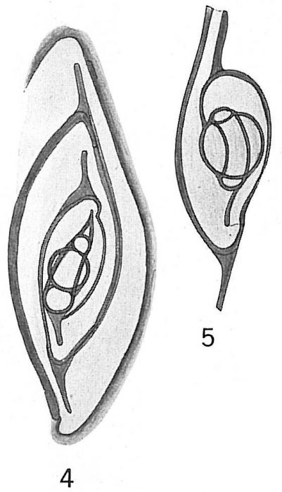 Spiroloculina depressa Spiroloculina depressa