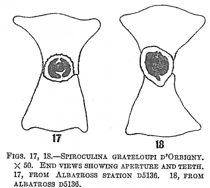 Spiroloculina grateloupi Spiroloculina grateloupi