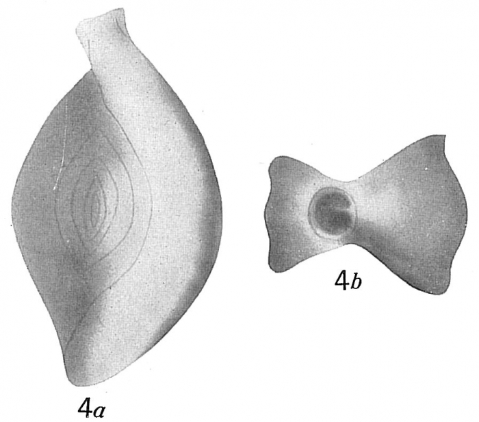 Spiroloculina grateloupi Spiroloculina grateloupi