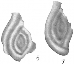 Spiroloculina millettii