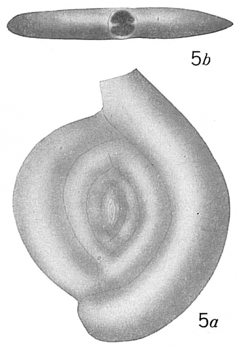 Spiroloculina planissima Spiroloculina planissima