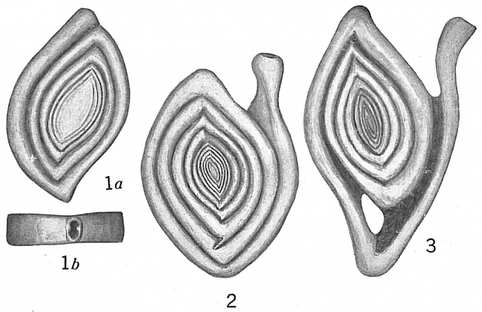 Spiroloculina tenuiseptata Spiroloculina tenuiseptata
