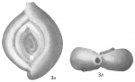 Spiroloculina validus