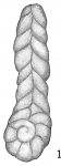 Spiroplecta bulbosa