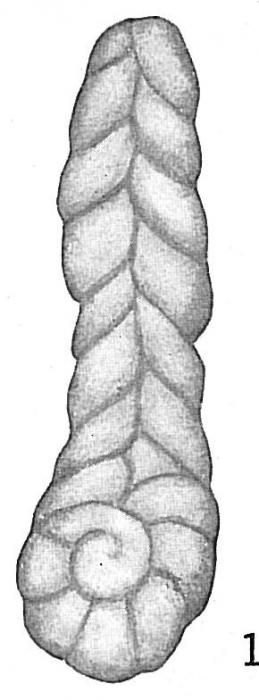 Spiroplecta bulbosa Spiroplecta bulbosa