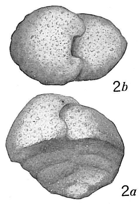 Textularia abbreviata Textularia abbreviata