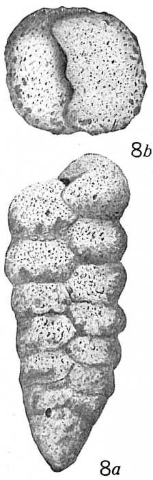 Textularia agglutinans Textularia agglutinans