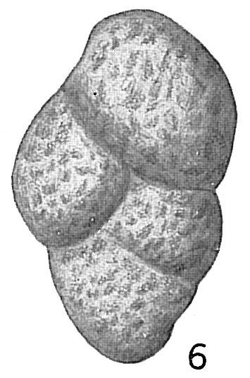 Textularia aspera Textularia aspera