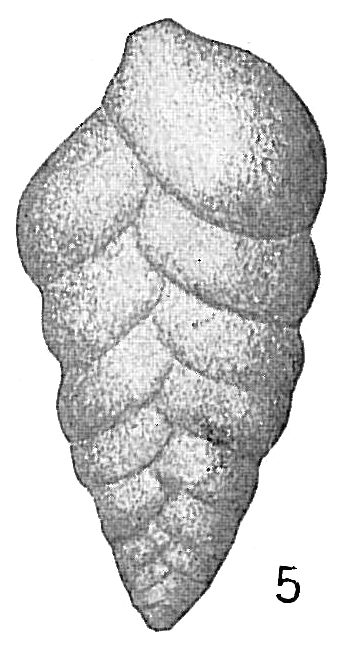 Textularia catenata Textularia catenata