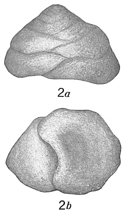 Textularia conica Textularia conica