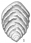 Textularia crassisepta