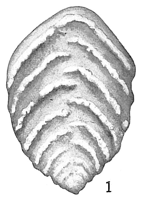 Textularia crassisepta Textularia crassisepta