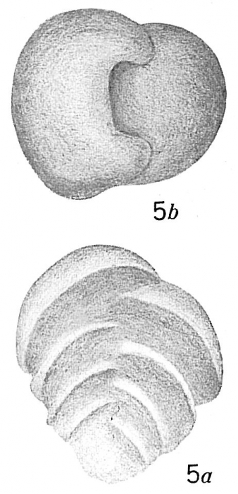 Textularia excavata Textularia excavata