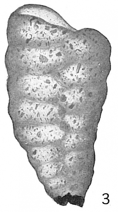 Textularia goesii Textularia goesii