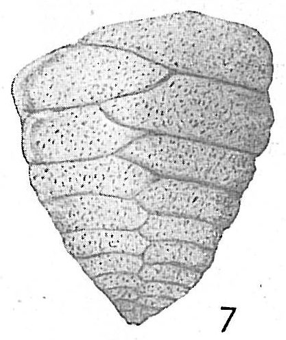 Textularia gramen Textularia gramen