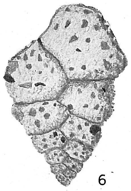 Textularia haueri Textularia haueri