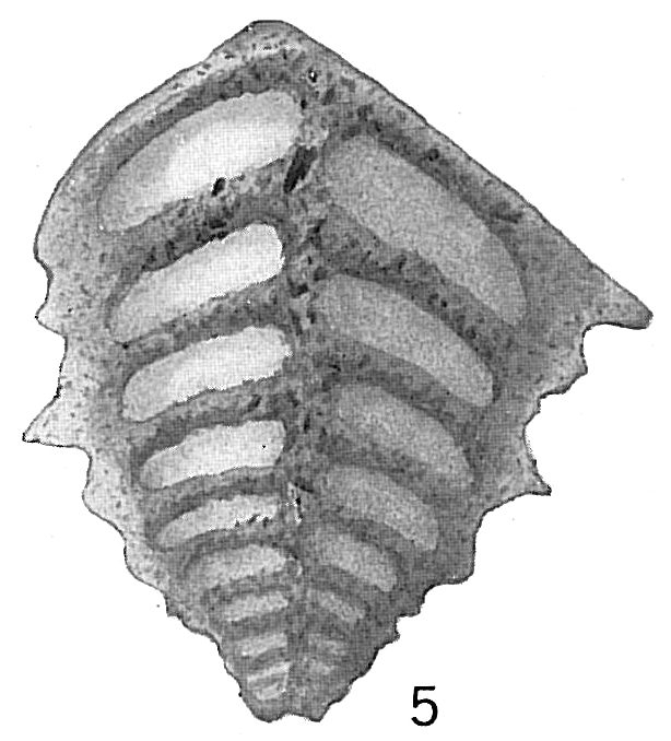 Textularia pseudocarinata Textularia pseudocarinata