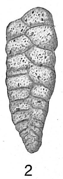 Textularia sagittula Textularia sagittula