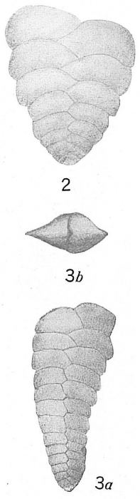 Textularia semialata Textularia semialata