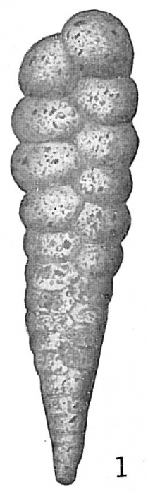 Textularia stricta Textularia stricta