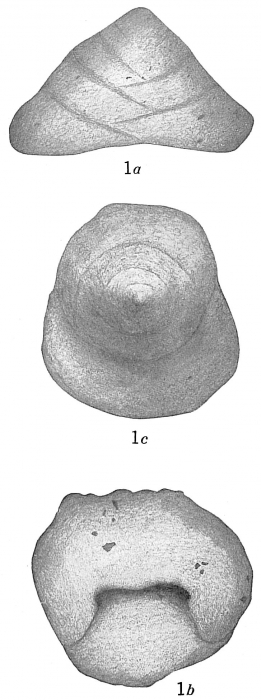 Textularia trochus sensu Brady (1884) not d'Orbigny, 1840 (Cretaceous) = Sahulia barkeri Textularia trochus sensu Brady (1884) not d'Orbigny, 1840 (Cretaceous) = Sahulia barkeri