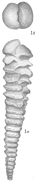 Textularia vertebralis Textularia vertebralis