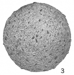 Thurammina papyracea