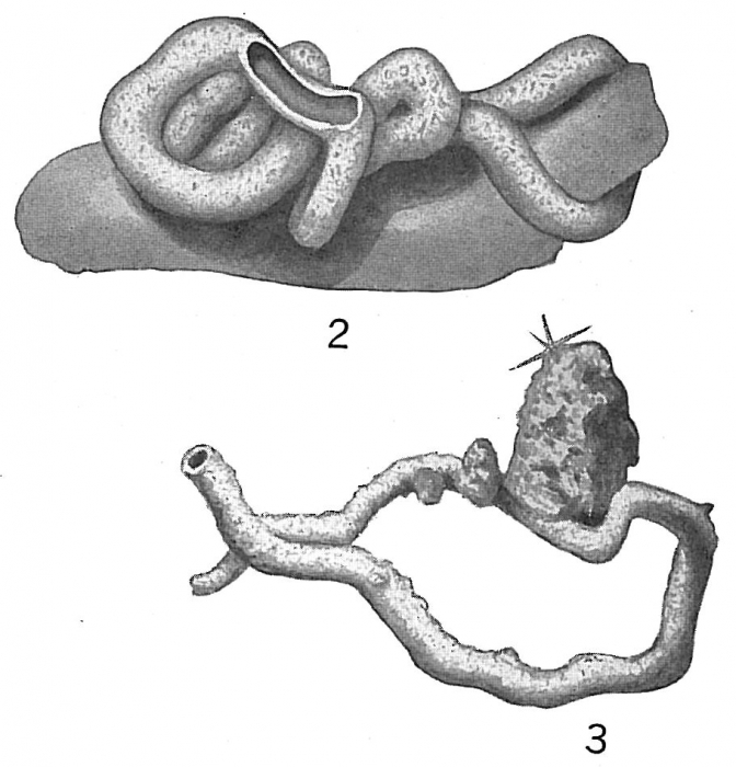 Tolypammina vagans Tolypammina vagans