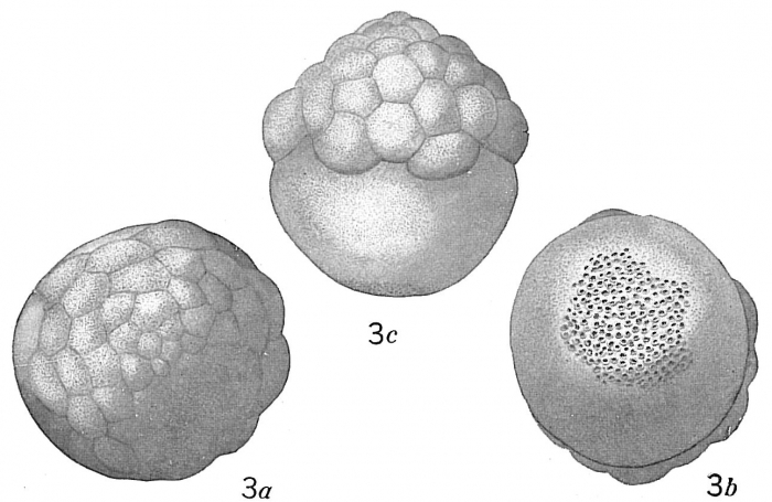 Tretomphalus bulloides Tretomphalus bulloides