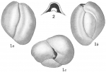 Triloculina circularis