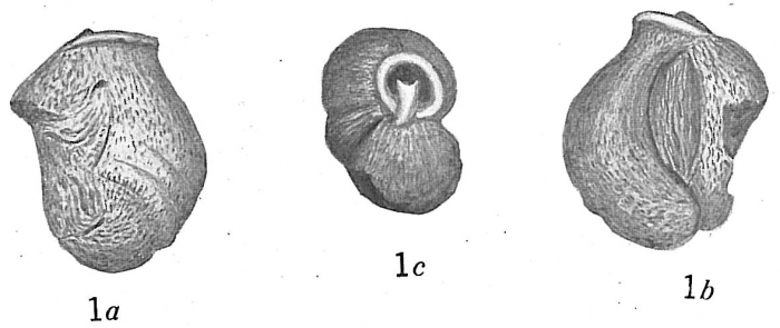 Triloculina cuneata incisa Triloculina cuneata incisa