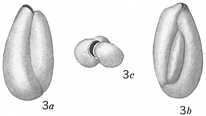 Triloculina oblonga sensu Cushman (1921) - ?Triloculinella obliquinodus Riccio, 1950 Triloculina oblonga sensu Cushman (1921) - ?Triloculinella obliquinodus Riccio, 1950